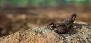 scorpion-striped-bark-north-carolina
