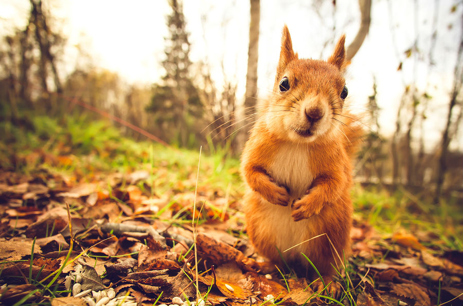 Fox Squirrels In North Carolina Critter Control Of The Triangle