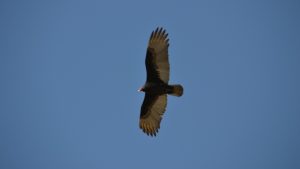 turkey vulture