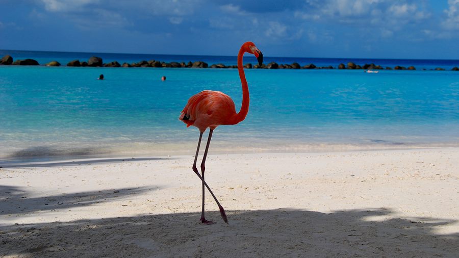 Is Warmer Weather Affecting Animal Behavior? | Critter Control of the Triangle Is Warmer Weather Affecting Animal Behavior? | Critter Control of the Triangle
