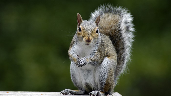 Trap Grey Squirrels in North Carolina