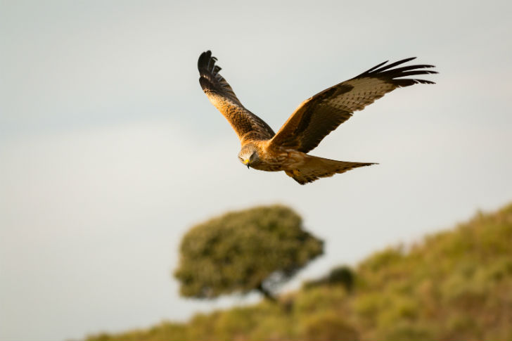 Carnivorous Birds List - Examples of Birds of Prey With Photos