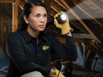 Female Pest Removal Technician with flashlight Raleigh Durham Animal Damage Repair