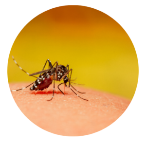 Mosquito Treatment Round Image