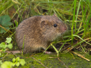 what is the difference between moles and voles picture of vole