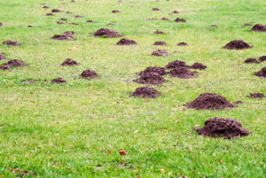 difference between moles and voles picture of mole damage in lawn