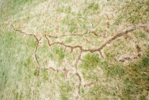 difference between moles and voles picture of vole damage in yard