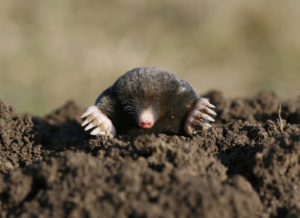 difference between moles and voles picture of yard mole