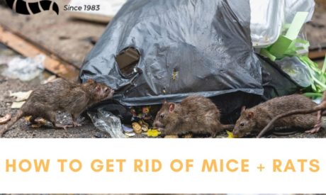 Give Rodents the Boot: How to Banish Rats and Mice from Your Barn, Stable  Talk