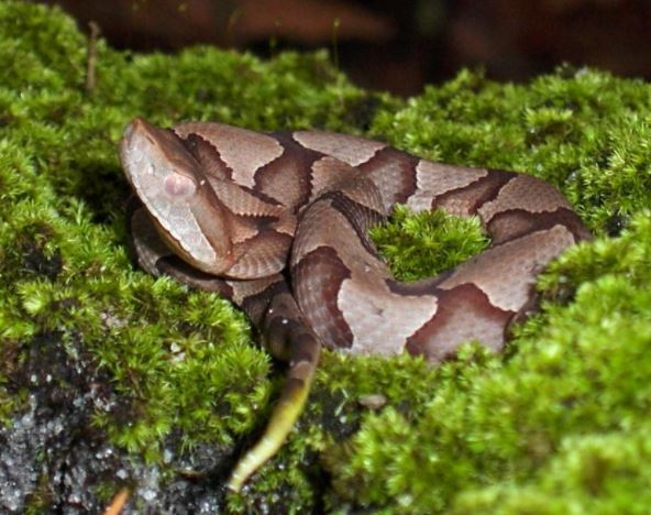 Facts About Copperheads In Nc Critter Control Of The Triangle Facts About Copperheads In Nc Critter Control Of The Triangle