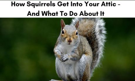 Flying Squirrel Removal - How Do You Get Rid of Flying Squirrels in the  Attic?