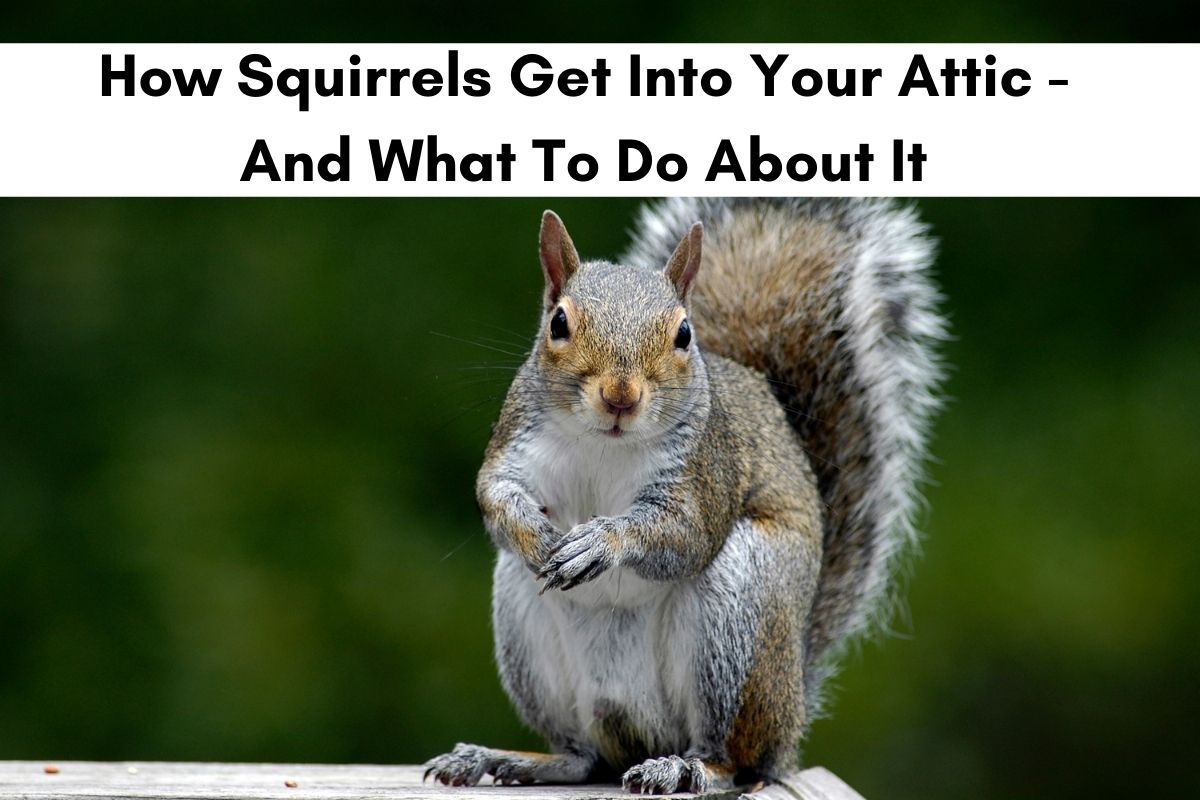 What to Do When a Squirrel is in Your Attic, Pest Control