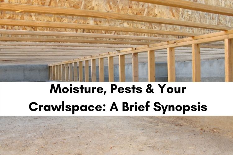 Signs of Pests in Crawlspace | Critter Control Triangle