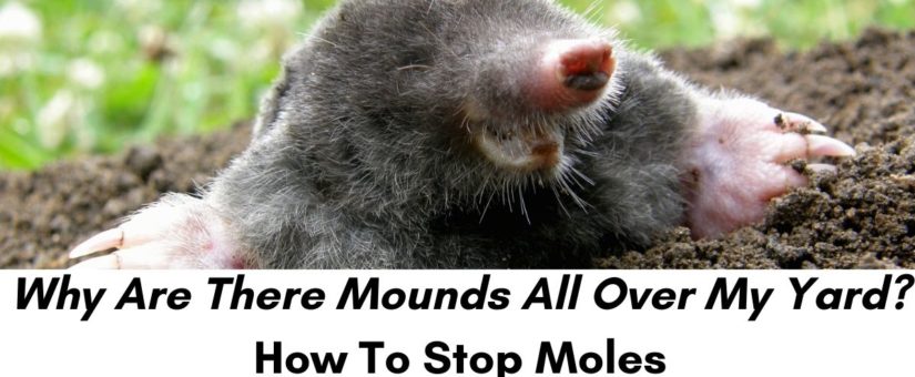 Why Are Moles In Your Yard Critter, How Did A Mole Get In My Basement