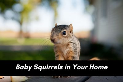 5 Signs You May Have Squirrels in Your Attic