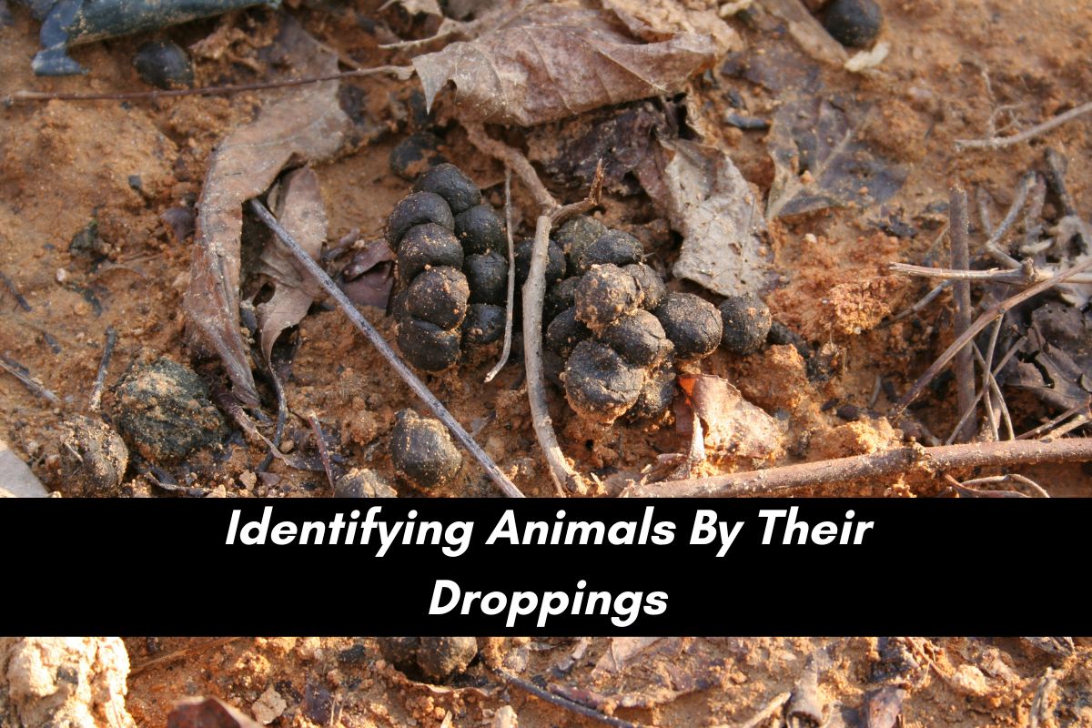 Animal Droppings